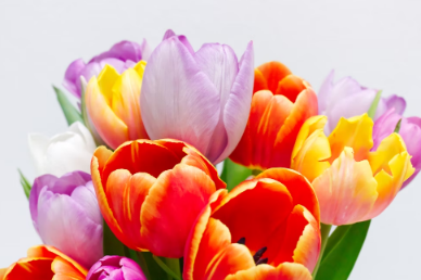 L'arte di scegliere il bouquet perfetto per ogni occasione: una guida completa - immagine news su imei.info